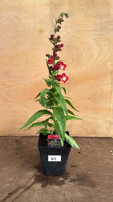 Lot 1049 - Penstemon -‘Party bells Red’