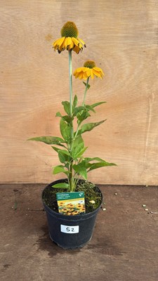 Lot 1052 - Echinacea -‘Papallo Classic Golden Apricot’