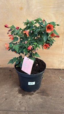 Lot 1053 - Patio Abutilon