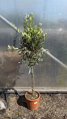 Lot 1054 - Standard Olive