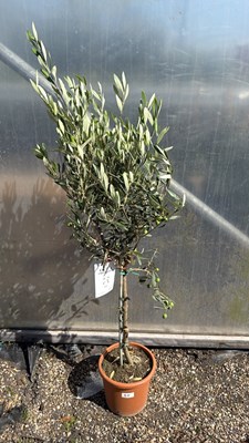 Lot 1055 - Standard Olive