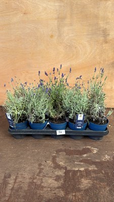 Lot 1056 - Tray of 10 Old English Lavender