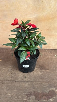 Lot 1057 - New Guinea Impatiens -‘Sonic deep Scarlet’