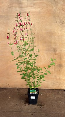 Lot 1058 - Salvia -‘Hot Lips’