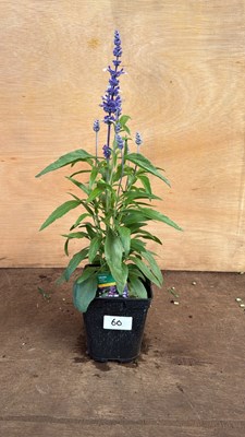 Lot 1060 - Salvia -‘Farina Arctic Blue’