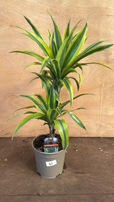 Lot 1061 - Dracaena -‘Deremensis’