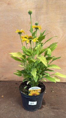 Lot 1062 - Echinacea -‘Papallo Classic Deep Yellow’