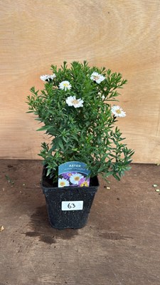 Lot 1063 - Aster -‘Alpha Universe’