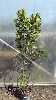 Lot 1064 - Large well established Bay Bush