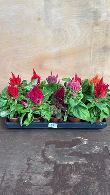 Lot 1065 - Tray of 10 mixed Celosia