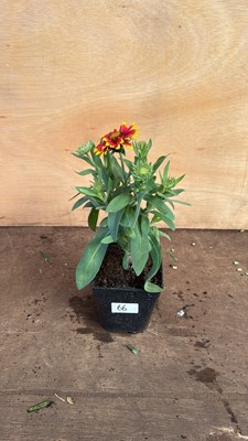 Lot 1066 - Arizona Sun