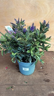 Lot 1067 - Hebe -‘Britta’