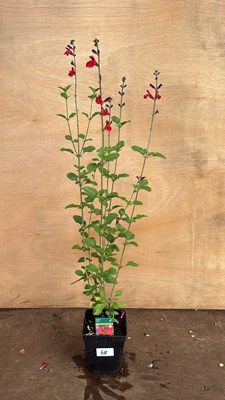 Lot 1068 - Salvia -‘Salvito Scarlet’