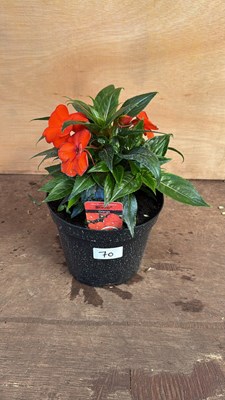 Lot 1070 - New Guinea Impatiens -‘Sonic Orange’