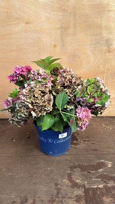 Lot 1071 - Hybrid Pink and Green Hydrangea -‘Royalty...