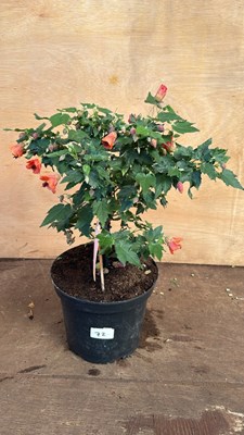 Lot 1072 - Patio Abutilon