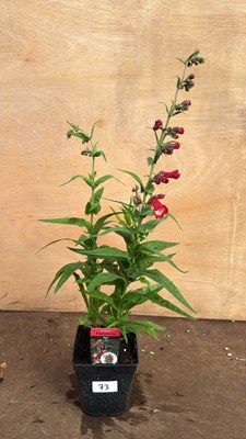 Lot 1073 - Penstemon -‘Party bells Red’