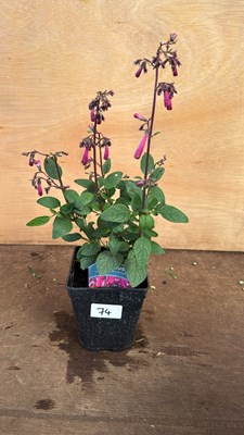Lot 1074 - New Zealand Fuchsia