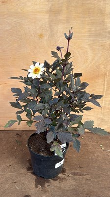 Lot 1075 - Dahlia -‘Happy days White’