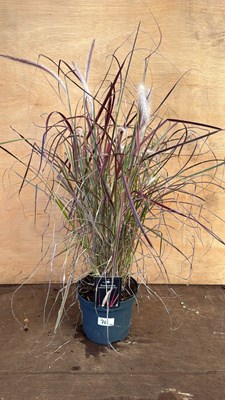 Lot 1076 - Pennisetum Grass -‘Advena Fireworks’