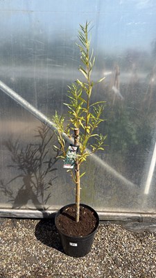 Lot 1077 - Pink Flamingo Salix
