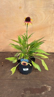 Lot 1078 - Echinacea -‘Sombrero Special Halo Yellow Red’
