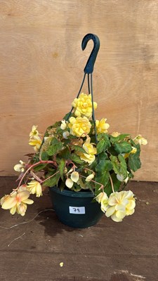 Lot 1079 - Begonia Hanging Pot -‘Lemon’