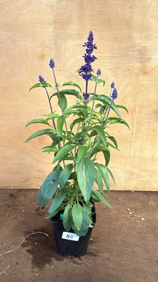 Lot 1080 - Salvia -‘Farina Blue’
