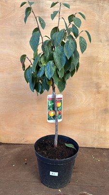 Lot 1082 - Nectarine Tree -‘Lord Napier’
