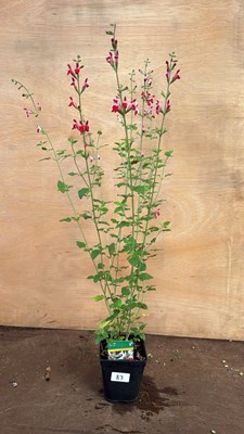 Lot 1083 - Salvia -‘Hot lips’