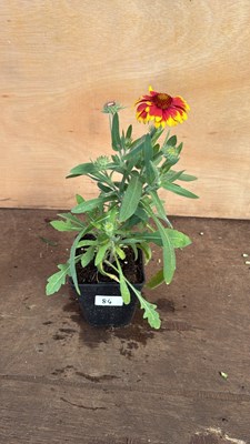 Lot 1084 - Arizona Sun