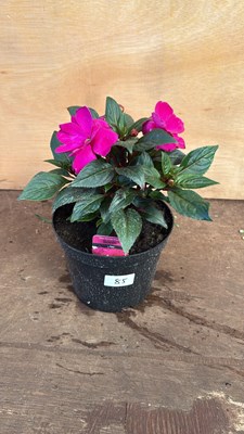 Lot 1085 - New Guinea Impatiens -‘Sonic Lilac’