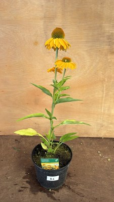 Lot 1086 - Echinacea -‘Papallo Classic Golden Apricot’