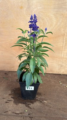 Lot 1087 - Saliva -‘Farina Arctic Blue’