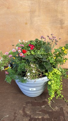 Lot 1088 - Patio Planted up Tub