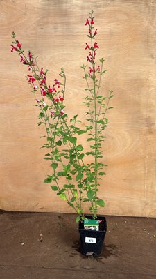Lot 1089 - Salvia -‘Hot Lips’
