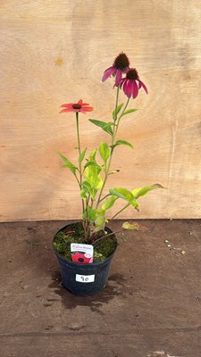 Lot 1090 - Echinacea -‘Prairie Blaze Orange Sunset’
