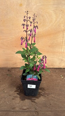 Lot 1091 - New Zealand Fuchsia