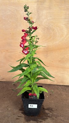 Lot 1092 - Penstemon -‘Party bells Red’