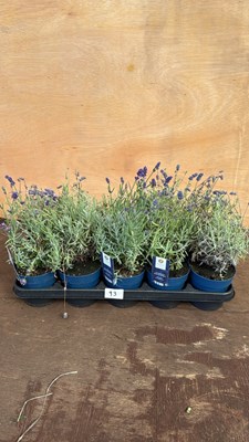 Lot 1093 - Tray of 10 Old English Lavender