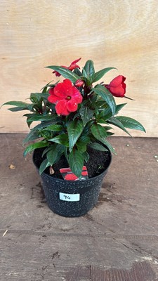 Lot 1094 - New Guinea Impatiens -‘Sonic Deep Scarlet’