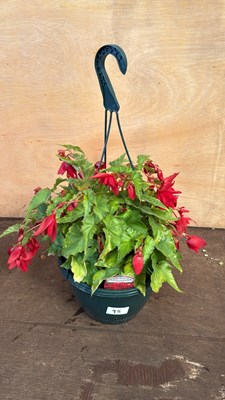 Lot 1095 - Begonia Hanging Pot -‘Scarlet’