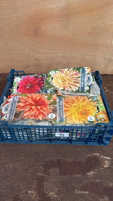 Lot 1096 - Crate of 12 mixed Summer bulb packs