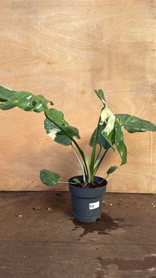 Lot 1097 - Large variegated leafed Monstera