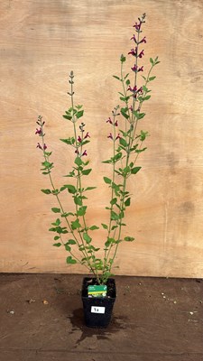 Lot 1098 - Salvia -‘Cherry lips’