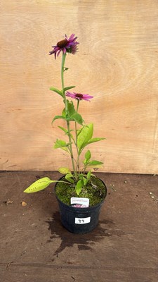 Lot 1099 - Echinacea -‘Prairie Splendor Compact Rose’