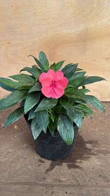 Lot 1101 - New Guinea Impatiens -‘Sonic Pink’