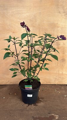 Lot 1102 - Large well established hardy Salvia -‘Love &...