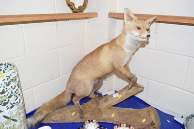 Lot 19 - A taxidermy fox on log base