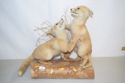 Lot 28 - A pair of taxidermy fox cubs